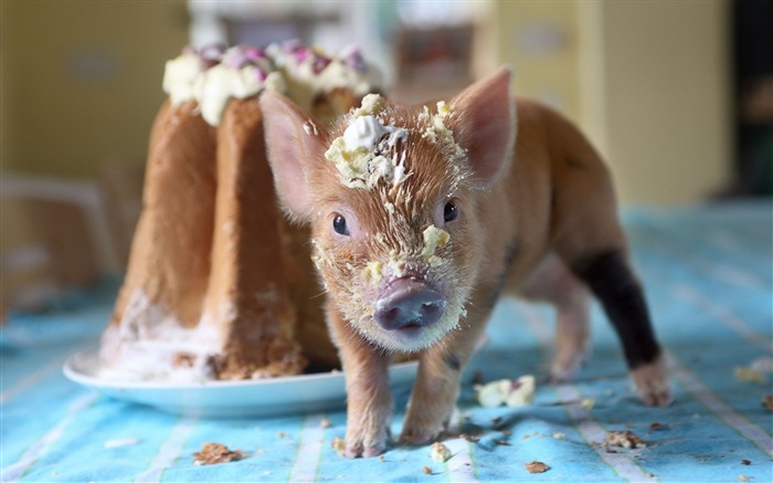 Pig Year about pigs HD wallpapers #6