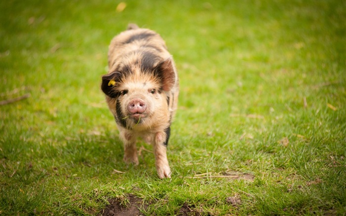Schweinejahr über Schweine HD-Tapeten #12