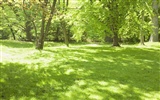 zelená tráva tapety (1) #8
