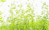 zelená tráva tapetu (4) #4