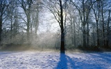 Snow forest wallpaper (3)