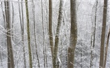 forêt, la neige fond d'écran (3) #14
