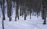 forêt, la neige fond d'écran (3) #17