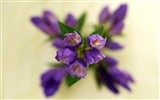 Květ Tapety na plochu výběr (1) #21