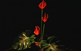 Květ Tapety na plochu výběr (1) #22