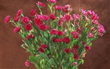 Květ Tapety na plochu výběr (1) #31