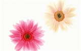 Flower Desktop Wallpaper Selection (1) #34