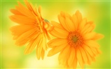 Flower Hintergrundbilder Selection (1) #37