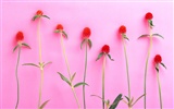 Květ Tapety na plochu výběr (2) #4