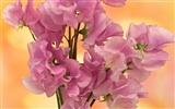 Flower Desktop Wallpaper Selection (2) #8