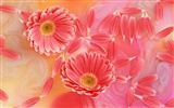 Flower Desktop Wallpaper Selection (2) #9