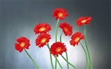 Květ Tapety na plochu výběr (2) #10