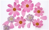 Flower Hintergrundbilder Selection (2) #11