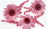 Flower Desktop Wallpaper Selection (2) #12