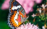 Butterfly Photo Wallpaper (1)
