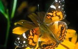 Butterfly Foto tapety (1) #4