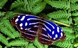 Butterfly Foto tapety (1) #6