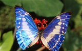 Butterfly Foto tapety (1) #8