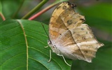 Butterfly Foto tapety (1) #10