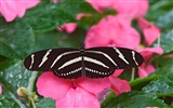 Butterfly Foto tapety (1) #12