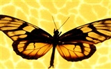Butterfly Foto tapety (1) #13