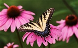 Butterfly Foto tapety (1) #15