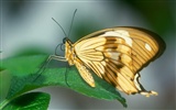 Butterfly Foto tapety (1) #19
