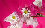 Flores close-up (2)