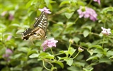 Fondo de pantalla de fotos de mariposas (3) #2