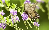 Butterfly Photo Wallpaper (3) #3