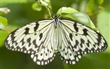 Fondo de pantalla de fotos de mariposas (3) #6