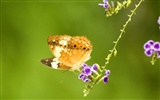 Butterfly Photo Wallpaper (3) #8