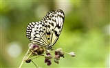 Fondo de pantalla de fotos de mariposas (3) #16