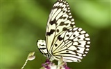 Fondo de pantalla de fotos de mariposas (3) #28