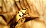 Insect Features Wallpaper #9