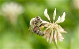 Láska Bee květin tapety (1) #2