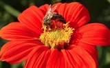 Láska Bee květin tapety (1) #3