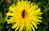 Láska Bee květin tapety (1) #5