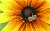 Love Bee Flower Wallpaper (1) #7