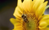 Láska Bee květin tapety (1) #8