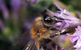 Láska Bee květin tapety (1) #9