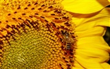 Love Bee Flower Wallpaper (1) #10