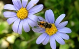 Láska Bee květin tapety (1) #12
