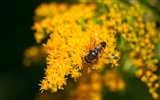 Láska Bee květin tapety (1) #20