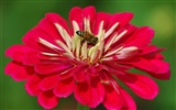 Láska Bee Květina tapetu (2) #6