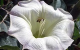 Láska Bee Květina tapetu (2) #10