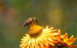 Láska Bee Květina tapetu (2) #13