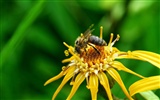 Láska Bee Květina tapetu (2) #14