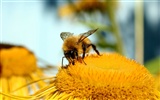 Láska Bee Květina tapetu (2) #15