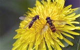 Láska Bee Květina tapetu (2) #16